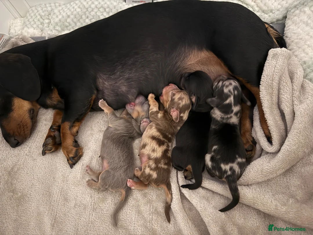Miniature Dachshund dogs for sale: Long haired miniature dachshund  - Advert 2