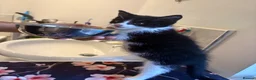 Domestic Shorthair cats for sale: Domestic Shorthair in Blackpool - Advert 3