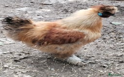 Chickens poultry for sale: Silkie chickens COCKERALS - Image 1