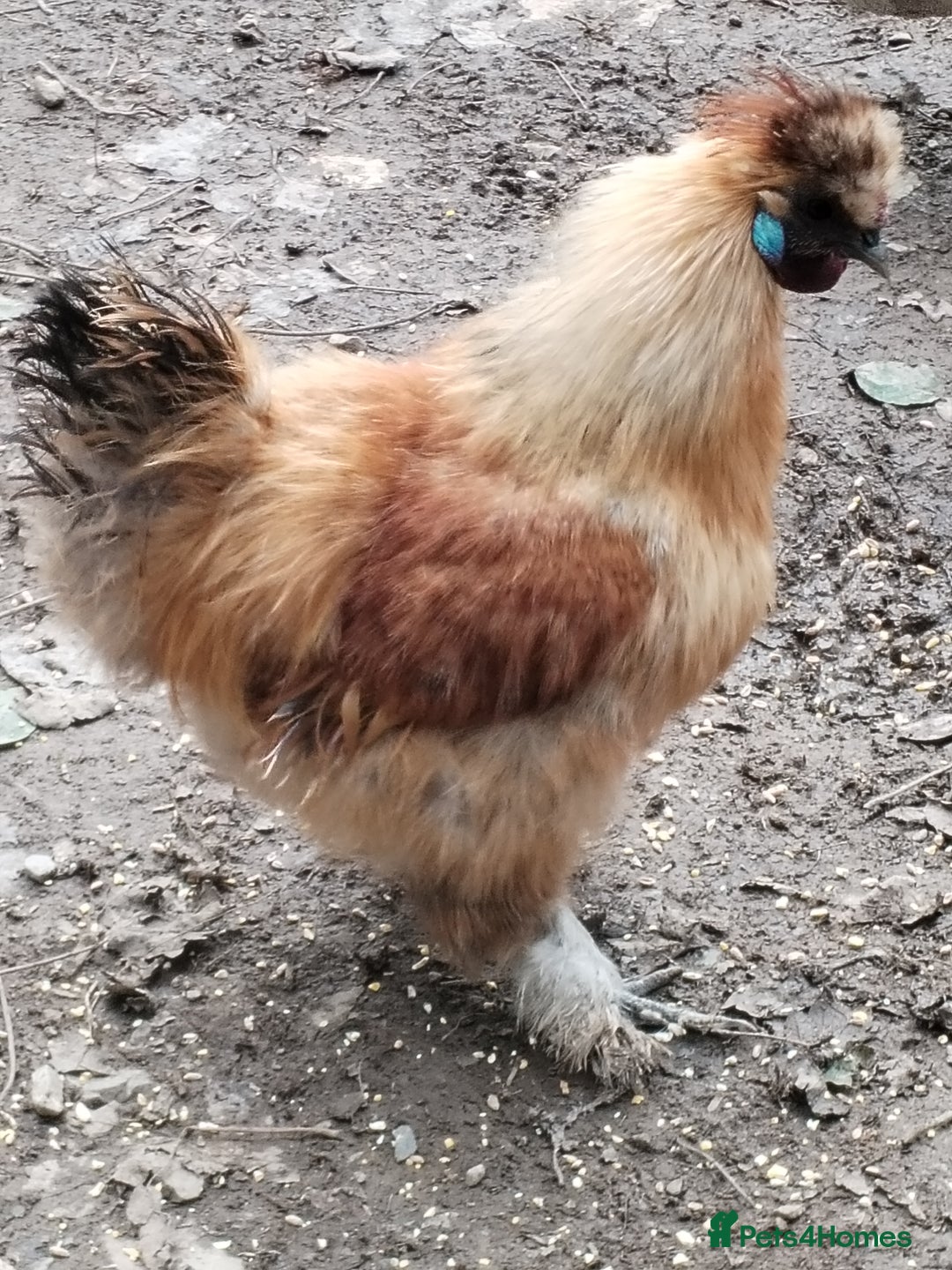 Chickens poultry for sale: Silkie chickens COCKERALS - Image 1