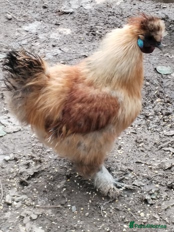 Chickens poultry - Advert 6