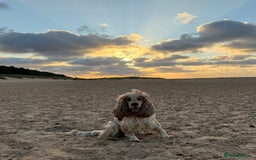 Cocker Spaniel dogs for sale: SHOW cocker spaniel puppies  - Image 11