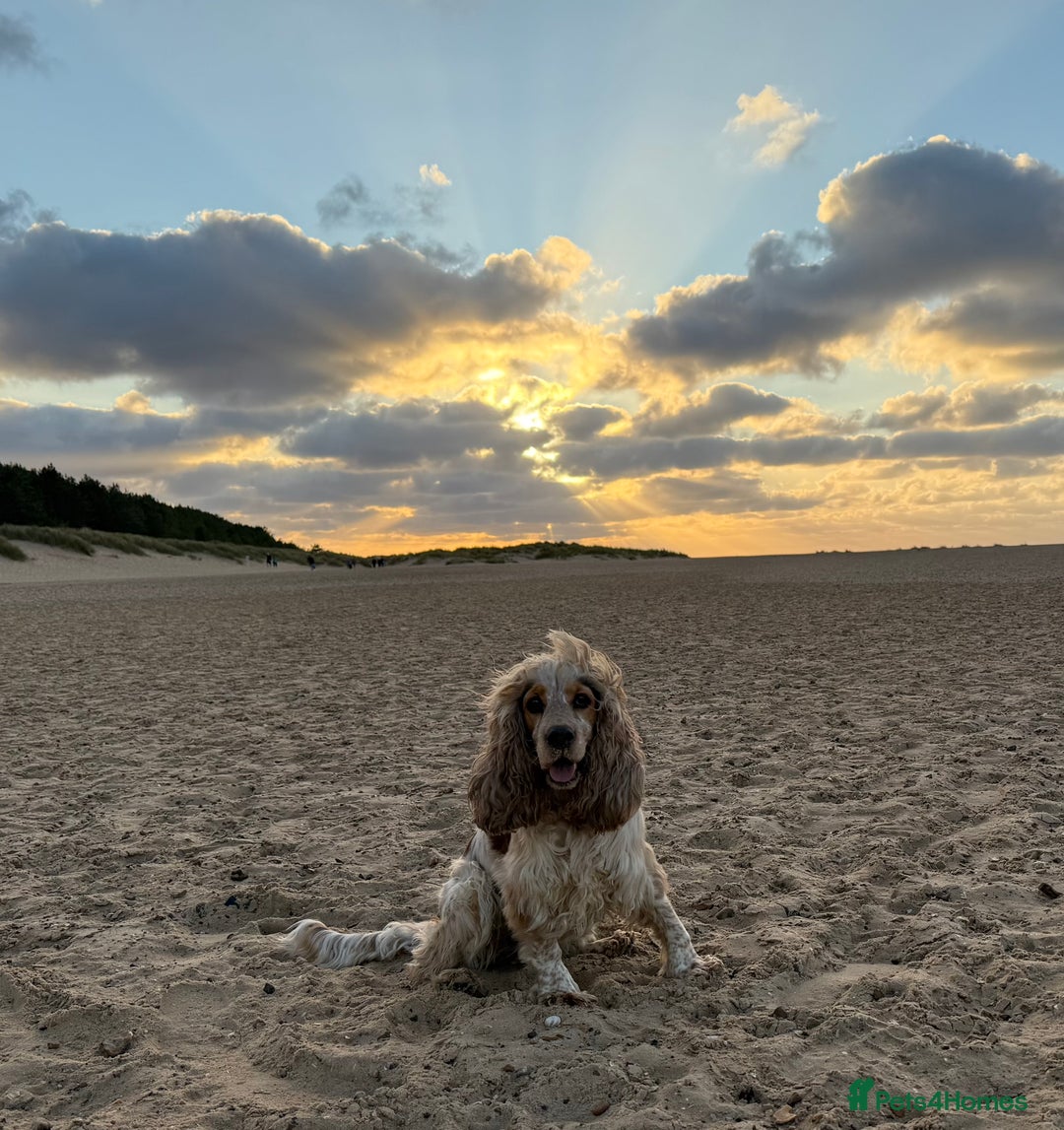 Cocker Spaniel dogs for sale: SHOW cocker spaniel puppies  - Image 11