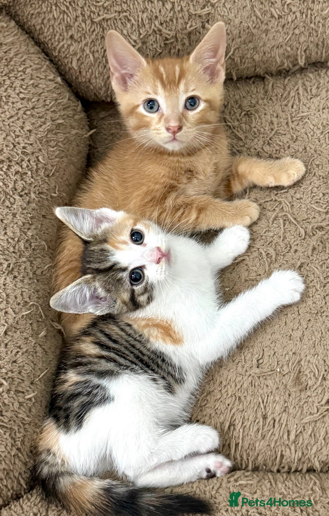 Mixed Breed cats for sale: Beautiful Kittens Ready for a Loving Home 🐾 - Advert 7