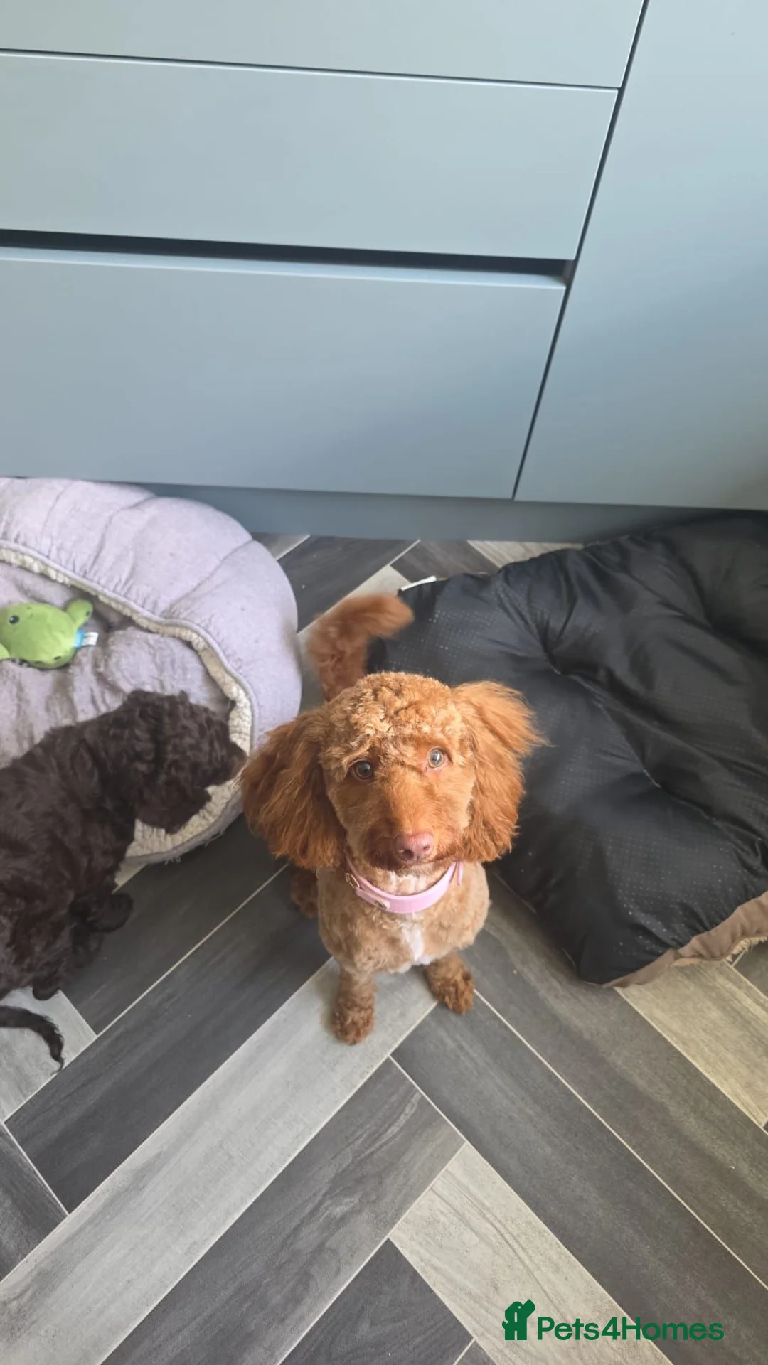 Cockapoo dogs for sale: Last of litter Cockapoo - Advert 1