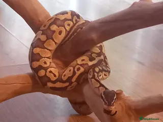 Python Snake reptiles Female python in Sandy - Advert 1