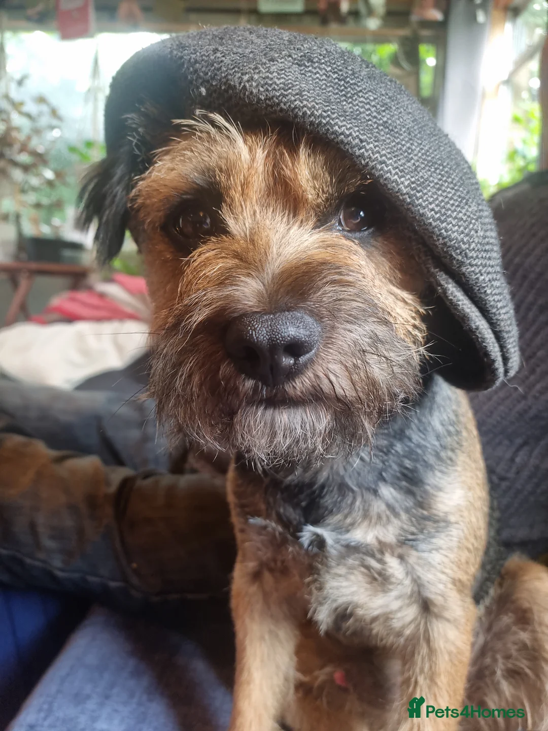 Border Terrier dogs for stud: Male border terrier  in Ruthin - Advert 1