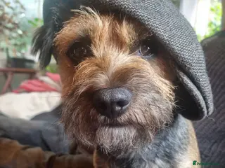 Border Terrier dogs Male border terrier - Advert 1