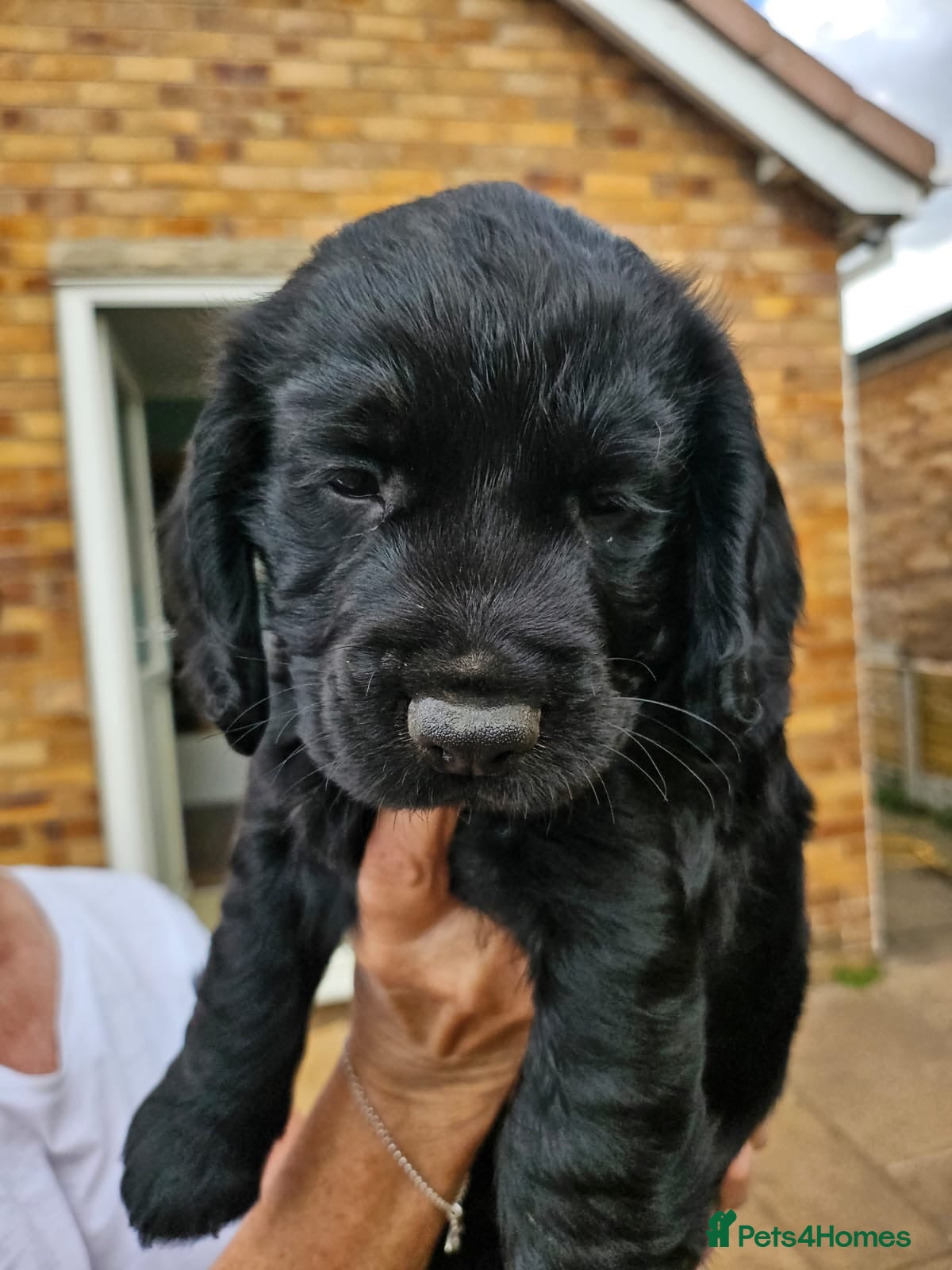 Cocker Spaniel dogs Working Cocker Spaniels - Advert 2