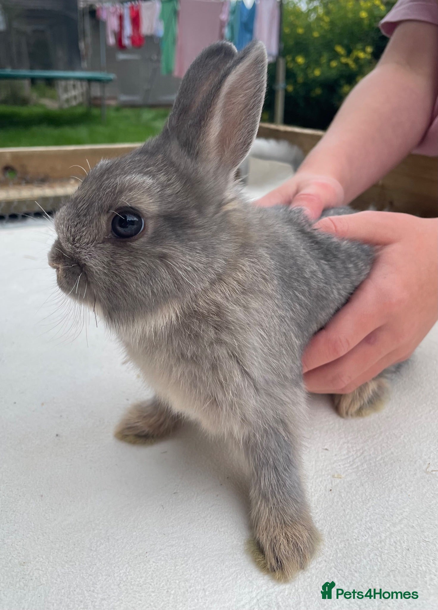 Netherland Dwarf rabbits x5 Netherland Dwarf Bunnies 🐰 - Advert 2