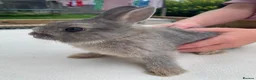 Netherland Dwarf rabbits for sale: x5 Netherland Dwarf Bunnies 🐰 - Advert 1