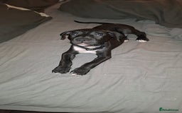 Mixed Breed dogs for sale: Female staffy mixed - Image 3
