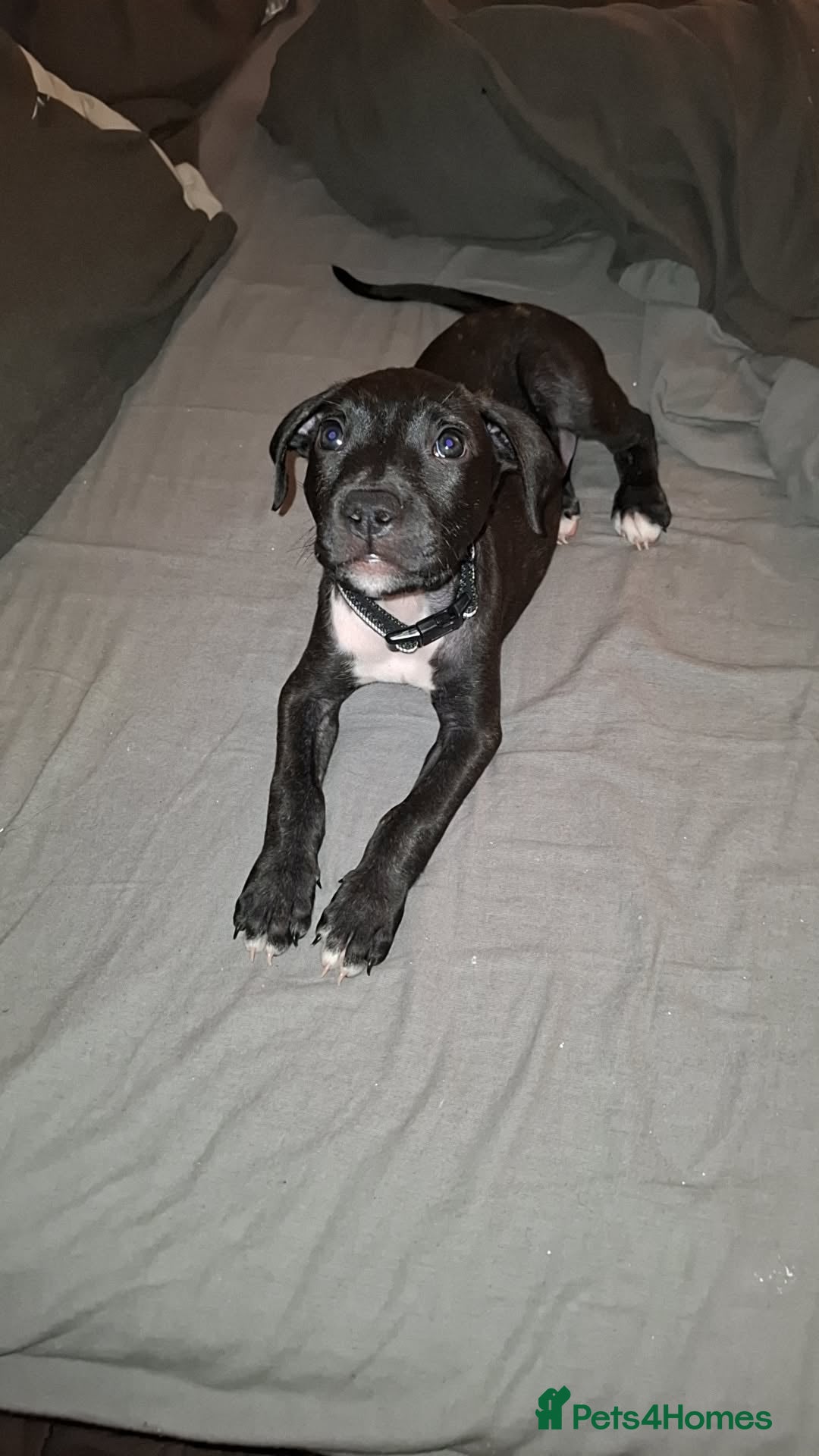 Mixed Breed dogs for sale: Female staffy mixed - Image 3