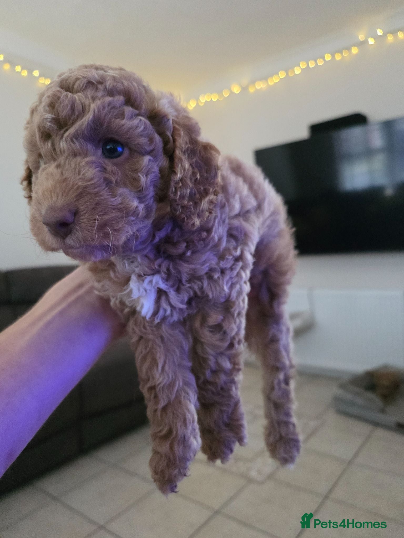 Cockapoo dogs Last one! Beautiful Male Cockapoo - Advert 11