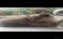 British Shorthair cats for sale: British shorthaired kittens full pedigree  - Image 3