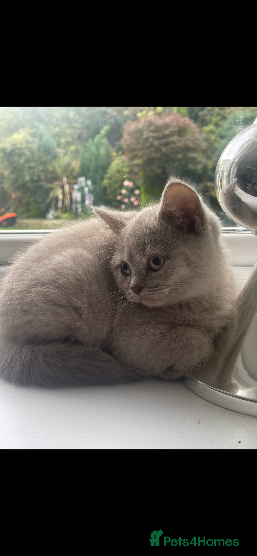 British Shorthair cats for sale: British shorthaired kittens full pedigree  - Image 3