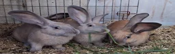 Continental Giant rabbits for sale: Continental Giants - Advert 1