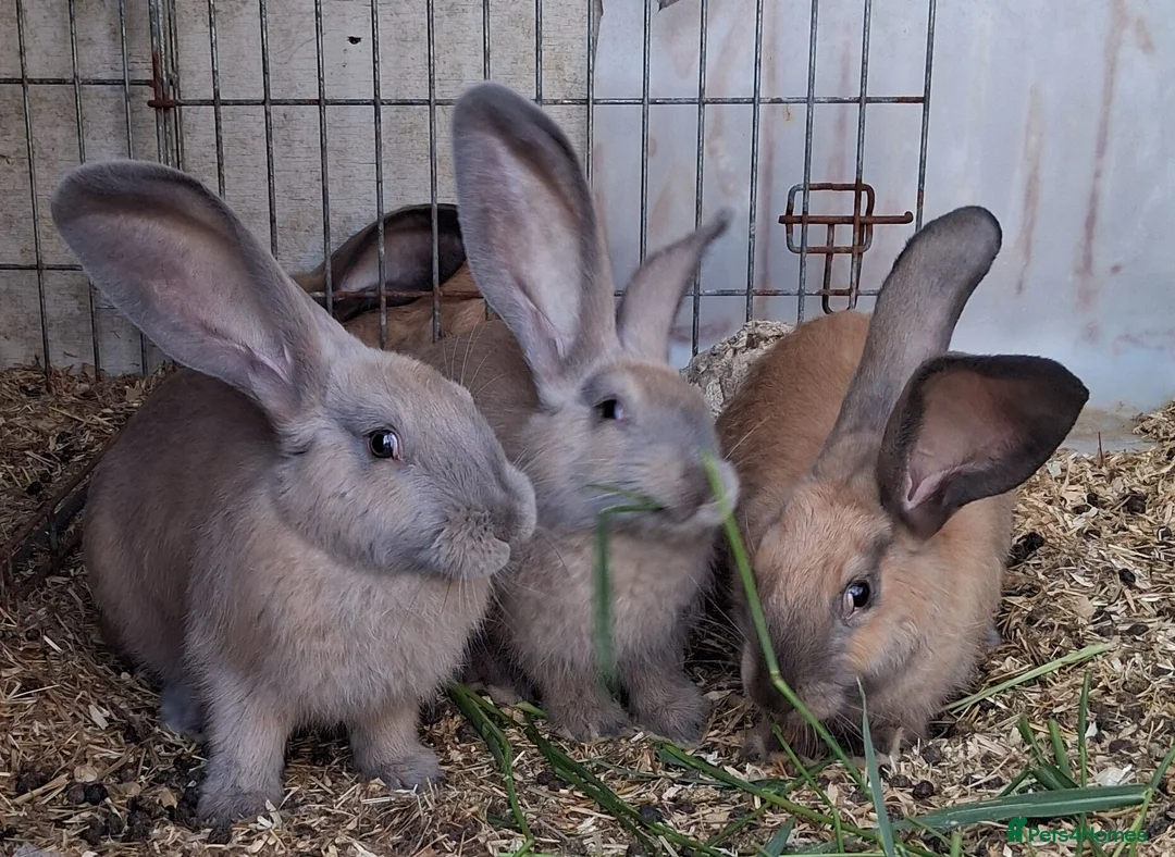 Continental Giant rabbits for sale: Continental Giants - Advert 1