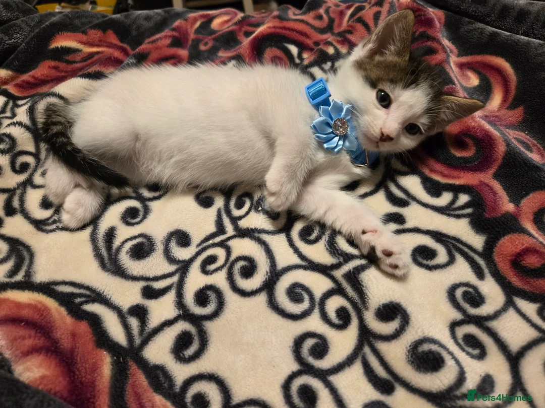 Mixed Breed cats for sale: Kittens Looking for Loving Homes  - Advert 5