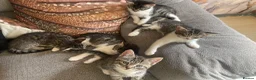 Domestic Shorthair cats for sale: 5 beautiful tabby kittens 8 weeks old  - Advert 7