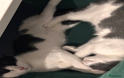 Domestic Shorthair cats for sale: Beautiful Domestic Cats-Mum,Dad&3 Adorable Kittens - Image 23