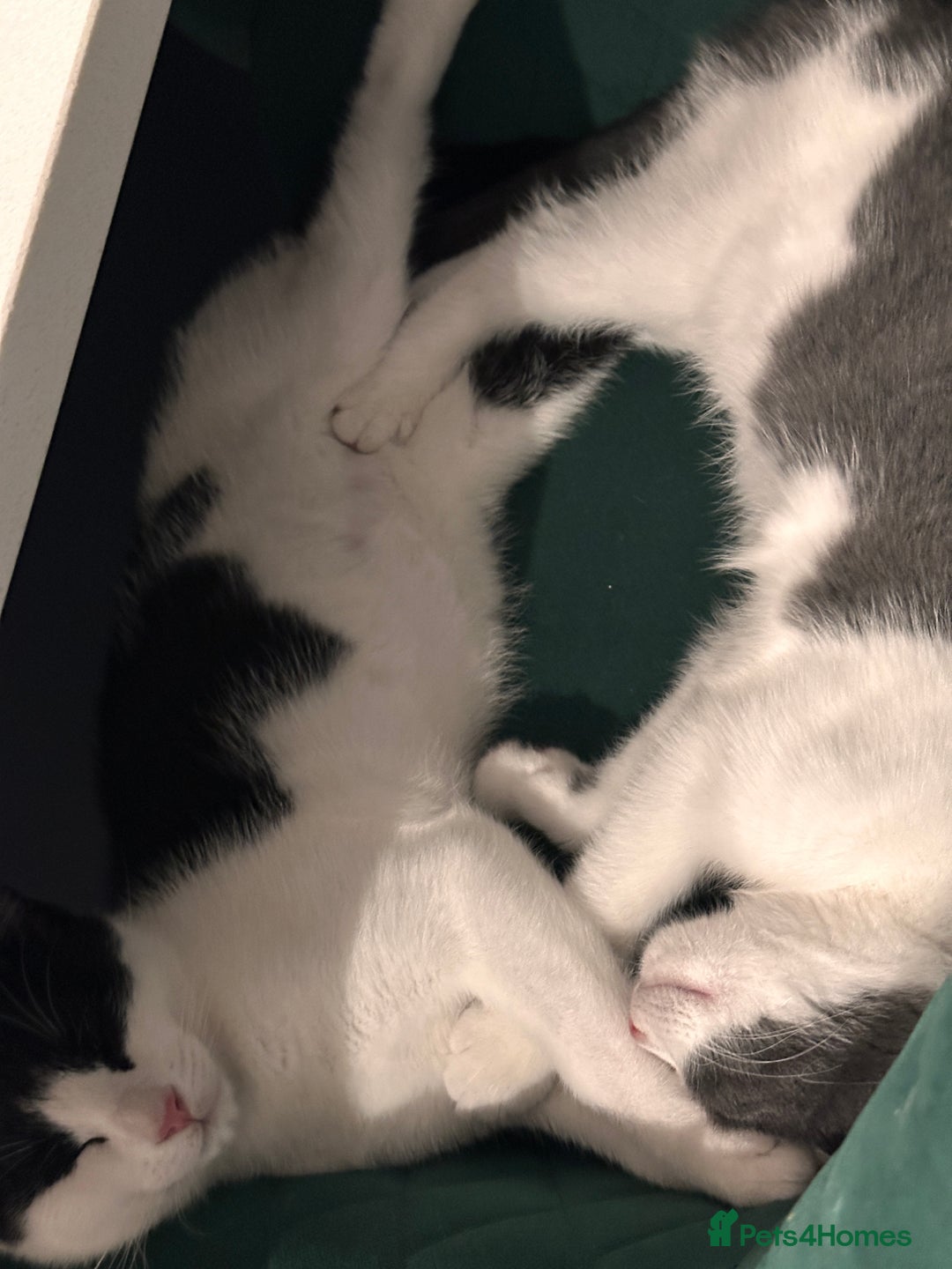 Domestic Shorthair cats for sale: Beautiful Domestic Cats-Mum,Dad&3 Adorable Kittens - Image 23