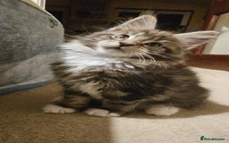 Maine Coon cats for sale: Pure Maine Coons – European Lines - Advert 13