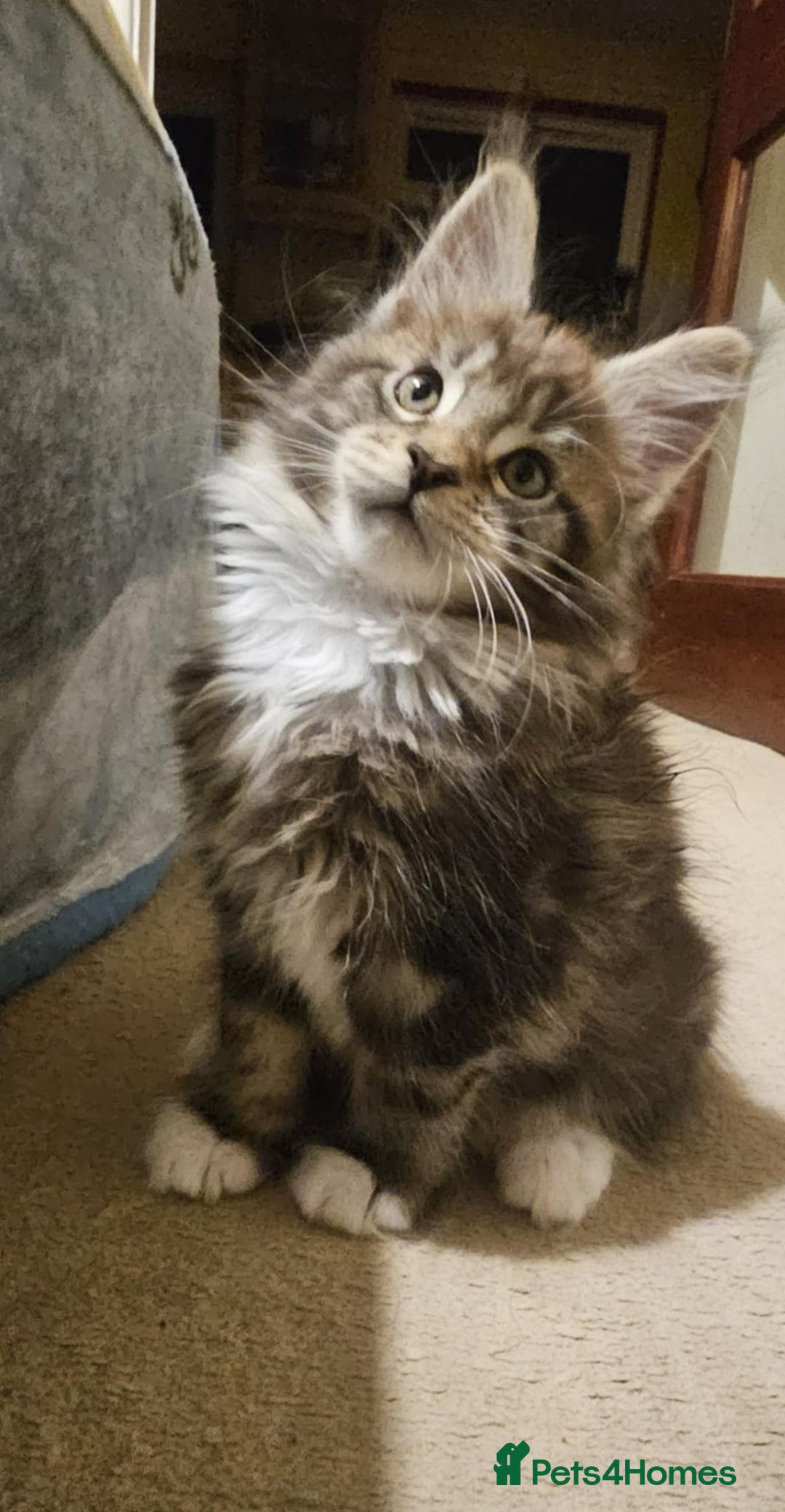 Maine Coon cats for sale: Pure Maine Coons – European Lines - Advert 13