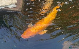 Koi Carp fish for sale: Koi Carp fish/ mixed fish - Image 6