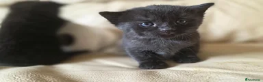 Domestic Shorthair 2