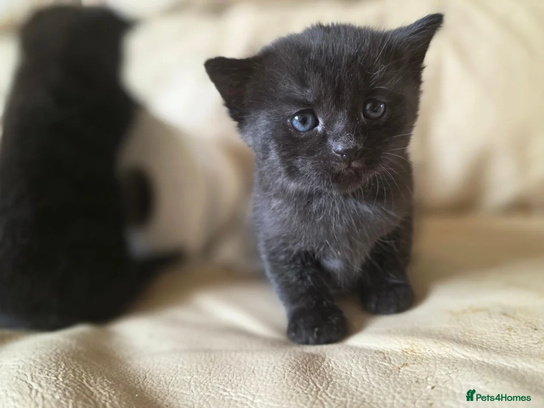 Domestic Shorthair cats for sale: 3 Domestic short-haired kittens  - Advert 2