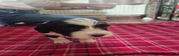 Mixed Breed dogs for sale: Tibetan Terrier x Sprocker Puppies in Dunfermline - Advert 2