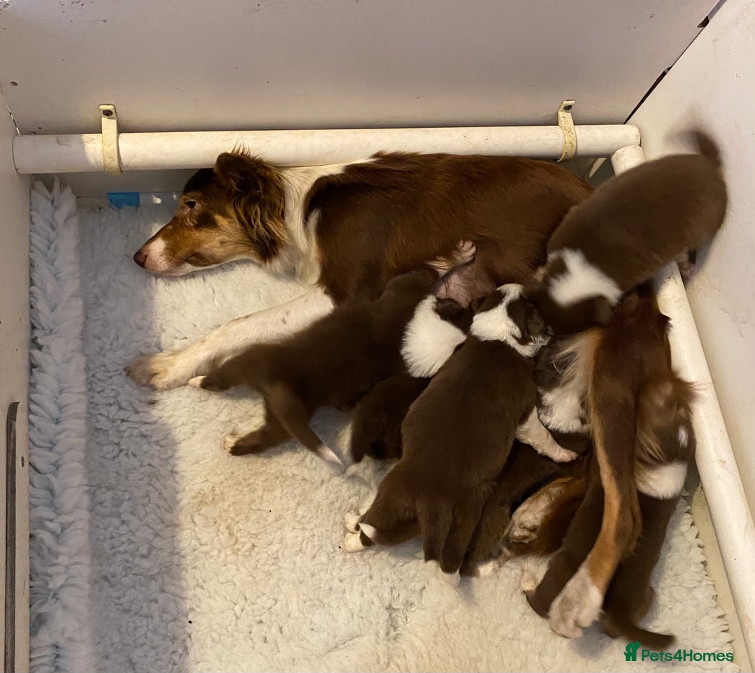 Border Collie dogs for sale: Quality Red, White & Gold Border Collie Pups - Advert 6