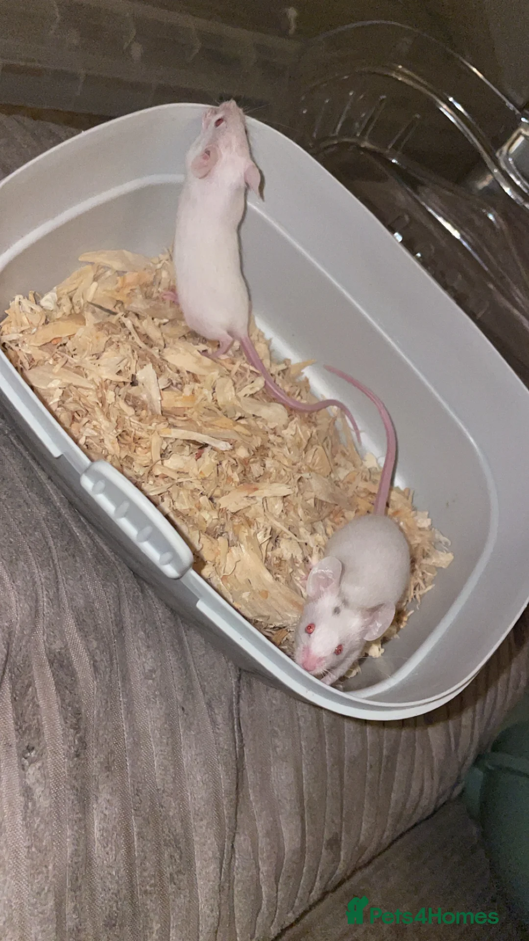 Mouse rodents for sale: Female baby mice.  - Advert 4