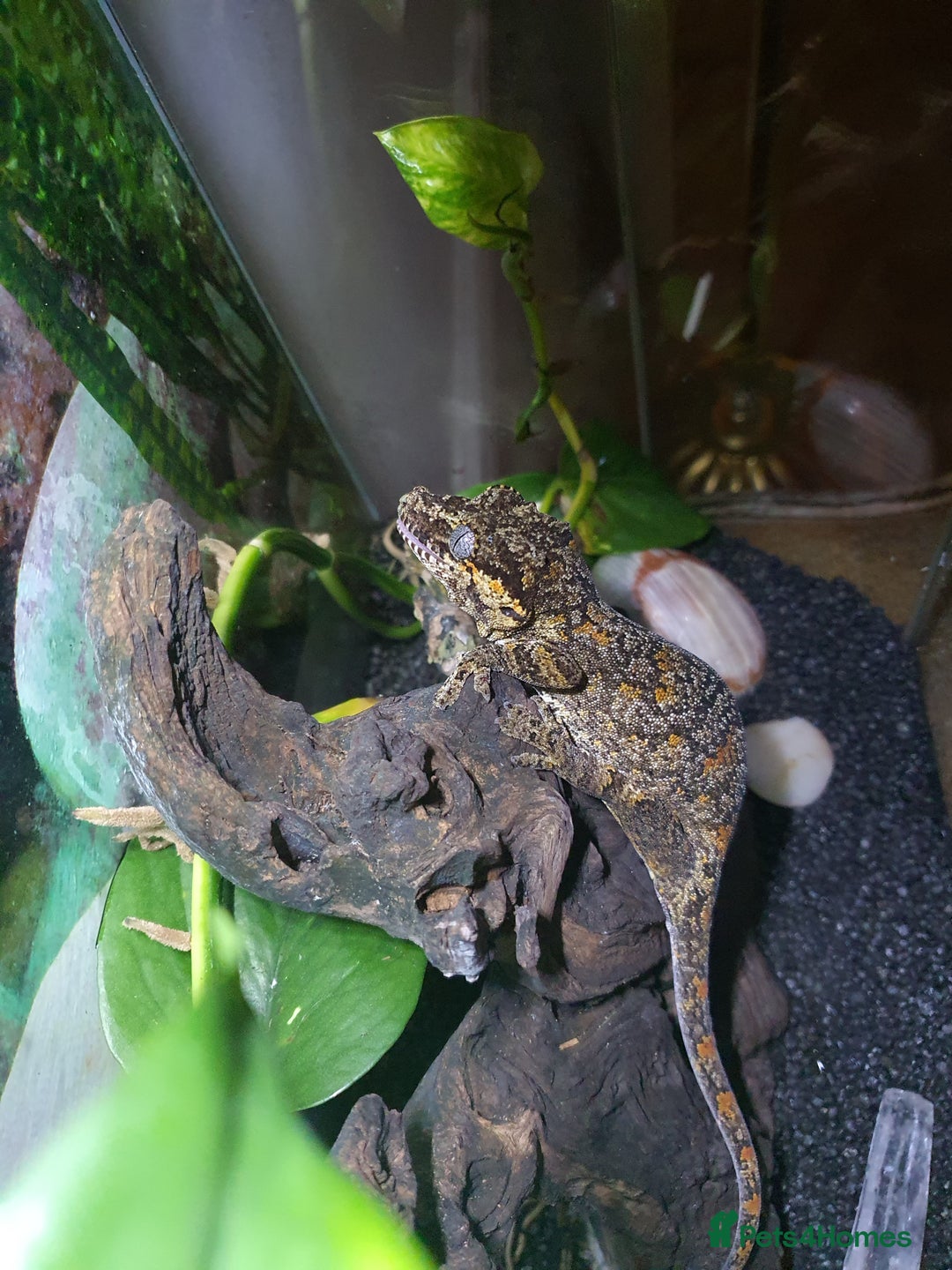 Gecko reptiles for sale: Friendly Gargoyle Gecko - Advert 4