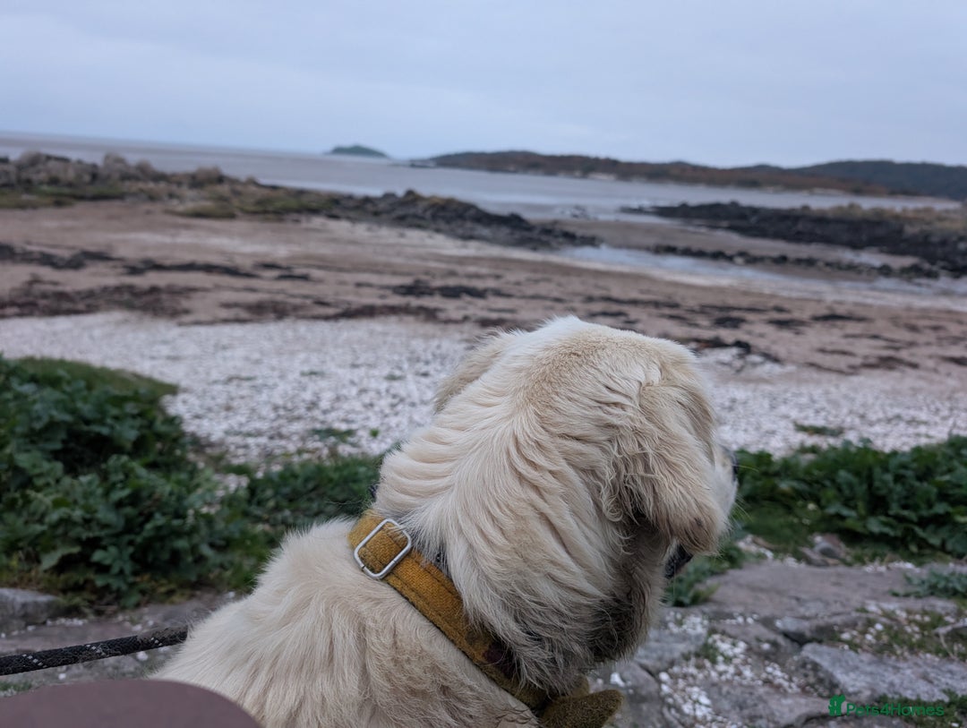 Golden Retriever dogs for sale: 1 year old golden retriever girl - Advert 2