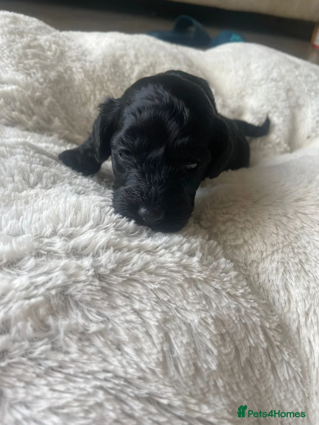 Cockapoo dogs for sale: F1b toy Cockerpoo - Advert 1