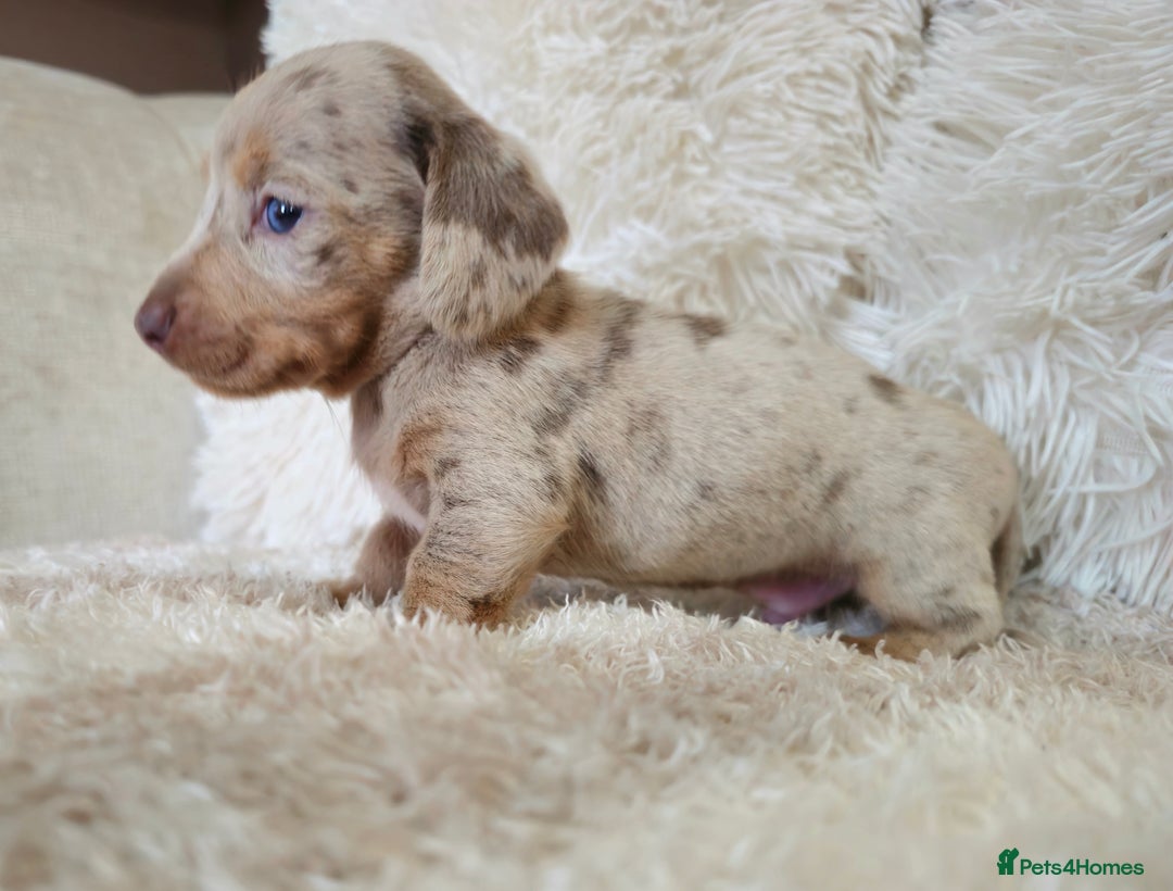 Miniature Dachshund dogs for sale: MINI DACHSHUNDS READY 20TH DEC  - Advert 22
