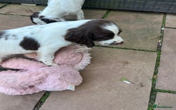 English Springer Spaniel dogs for sale: Superb DNA KC Champion Bred Working Springer Pups - Image 33
