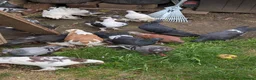 Pigeons birds for sale: Pigeons Mixed Variety  in Ashford - Advert 14