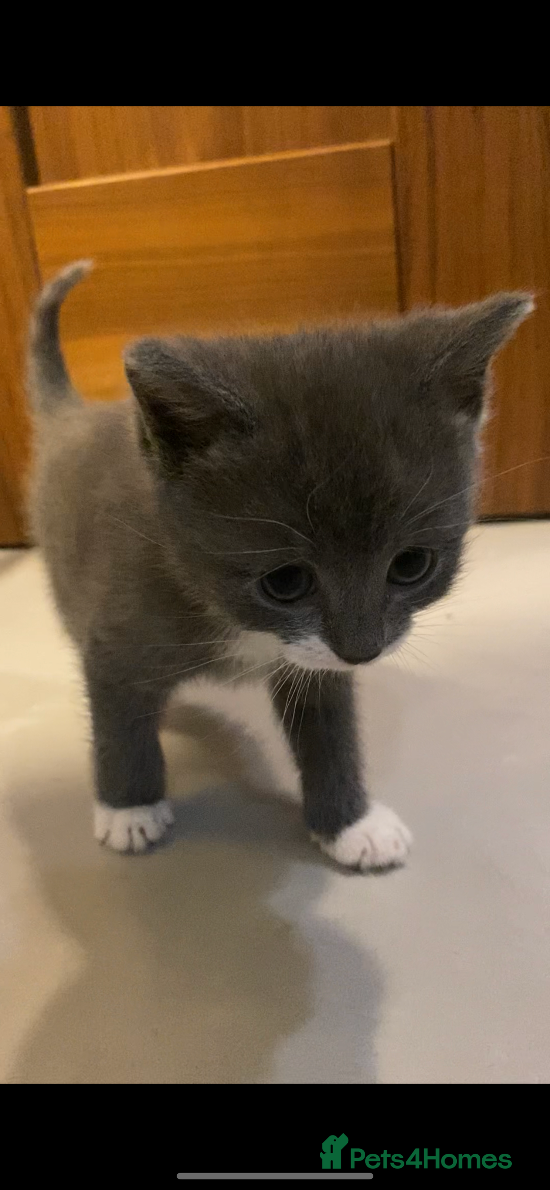 British Shorthair cats for sale: 6 kittens mixture of colours, bred from house cat  - Image 1
