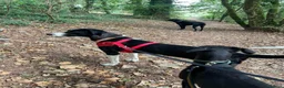 Mixed Breed dogs for adoption: Panda is looking for her forever home  in Newton Abbot - Advert 6