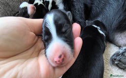 Border Collie dogs for sale: Border Collie Puppies - Image 8