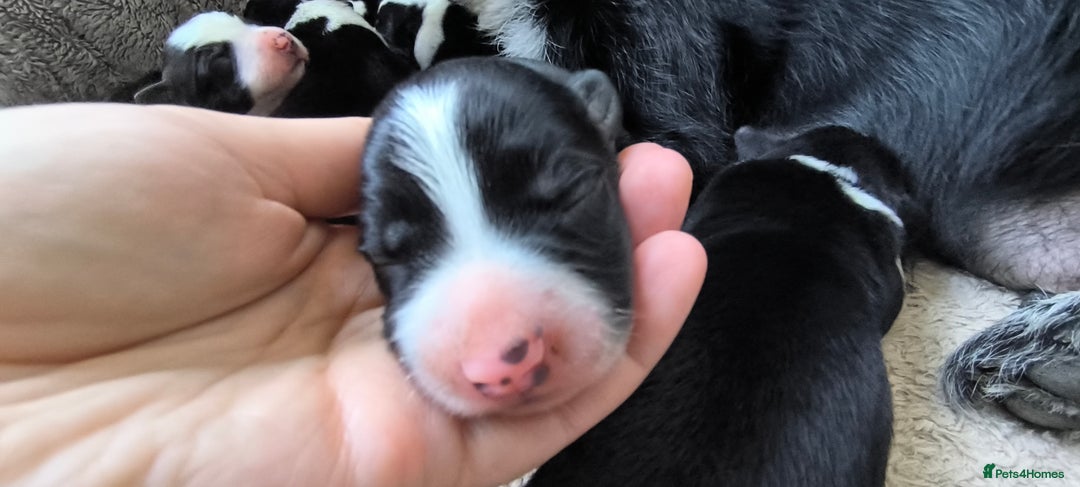 Border Collie dogs for sale: Border Collie Puppies - Image 8