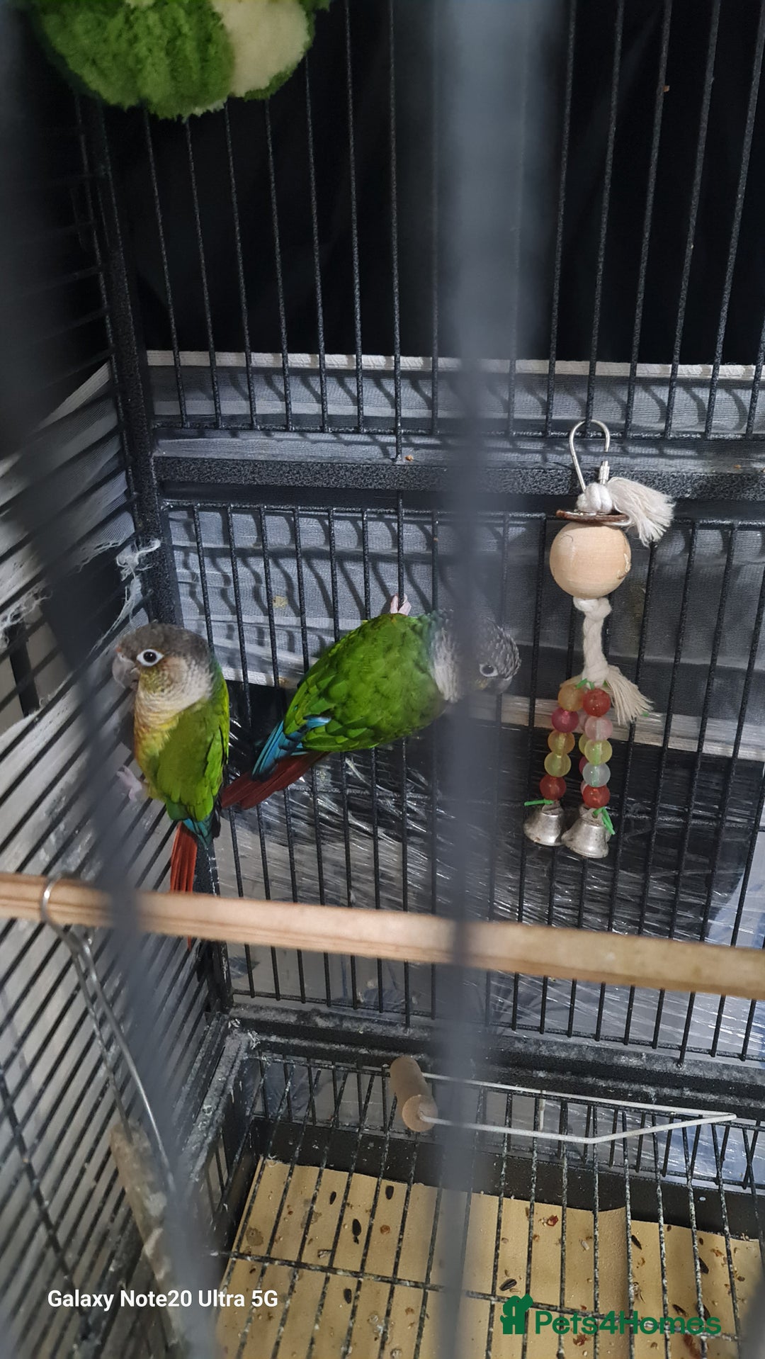Conures birds for sale: Green cheek conures - Image 3