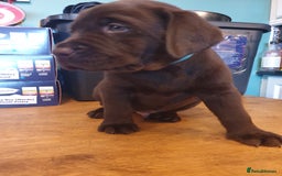 Labrador Retriever dogs for sale: Chocolate Labradors by FLASHMOUNT TENOR of TAGABEA - Image 17