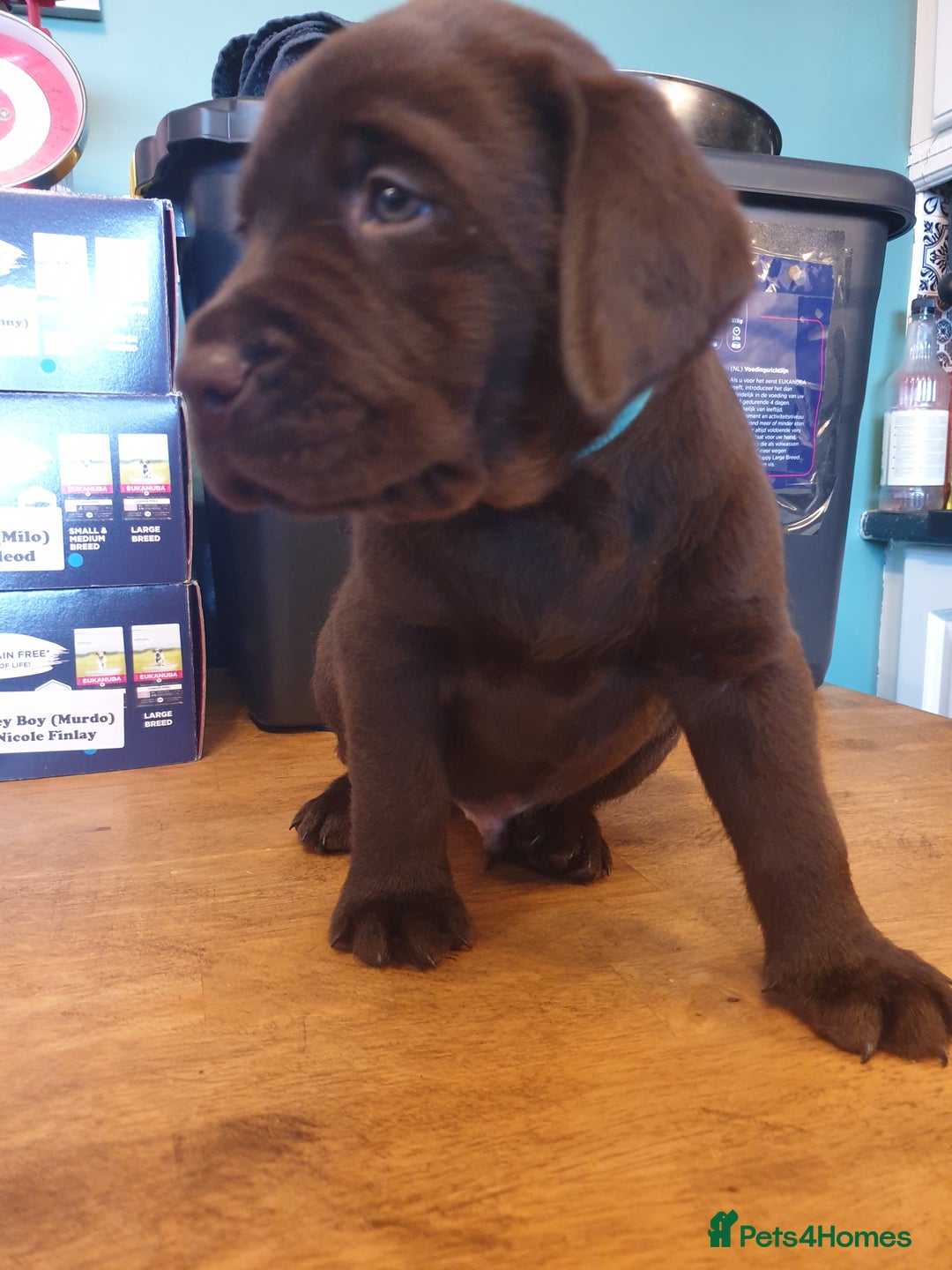 Labrador Retriever dogs for sale: Chocolate Labradors by FLASHMOUNT TENOR of TAGABEA - Image 17