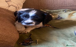 English Springer Spaniel dogs for sale: English springer spaniel puppies  - Image 4