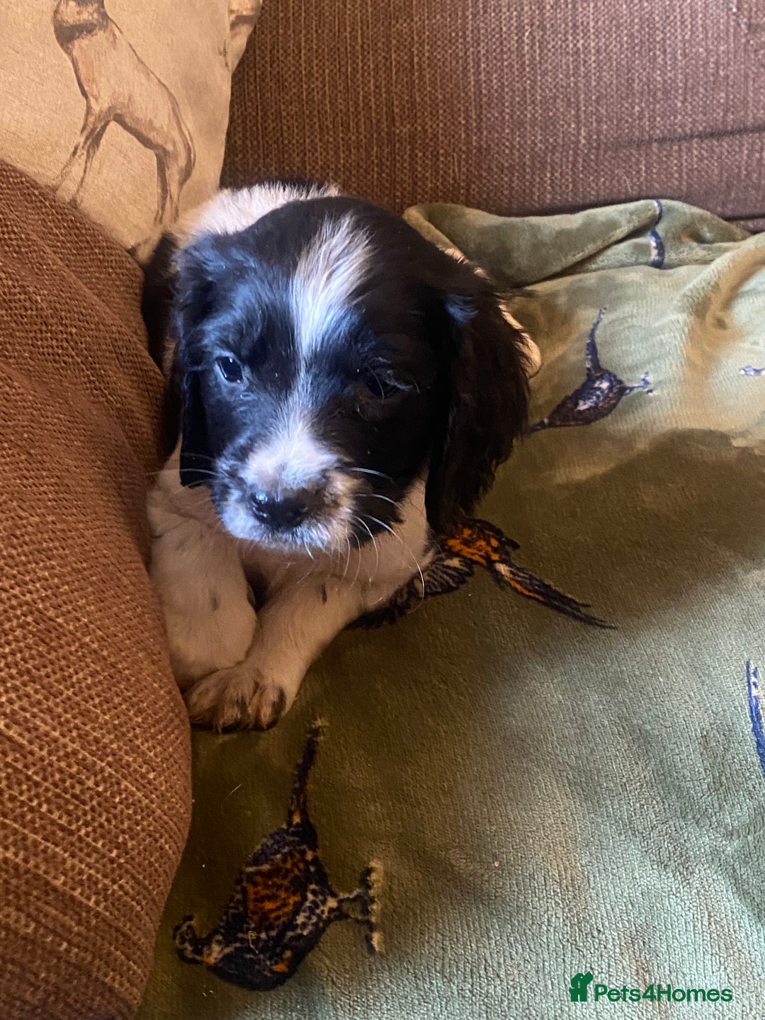 English Springer Spaniel dogs for sale: English springer spaniel puppies  - Image 4