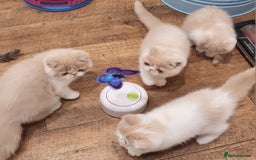 Exotic cats for sale: Registered Brothers  - Image 8